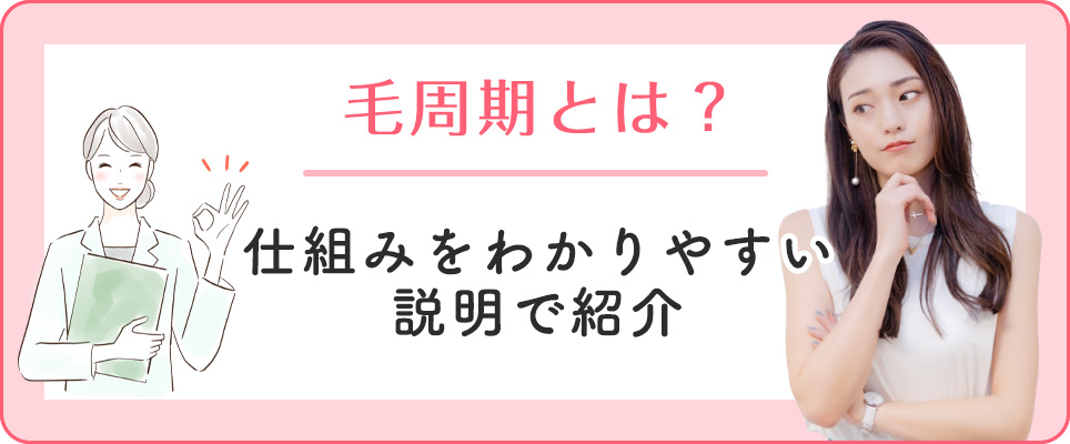 毛周期の仕組みを紹介