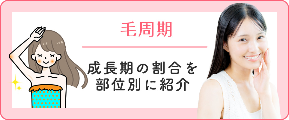 毛の成長期の割合紹介