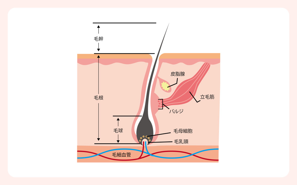 毛の組織の図説